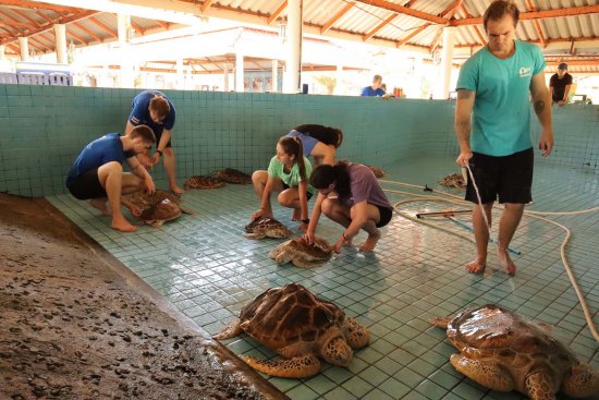 lomadivingkhaolak_02clean-up.jpg